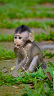 可爱小猴坐于绿草间