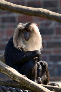狮尾狒母子坐于树枝间