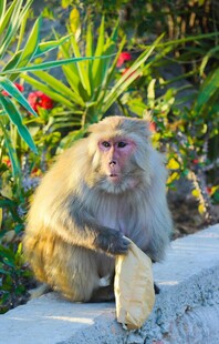 石上猕猴持香蕉赏景