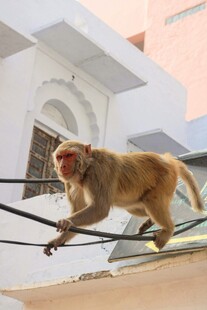 猴子在电线上行走