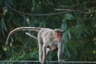 猴子攀附围栏姿态灵动