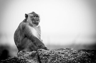 独坐岩石的猴子