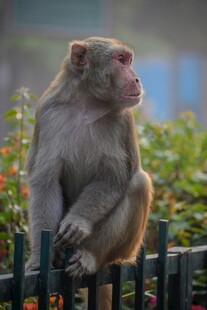 猴子坐围栏眺望远方