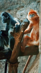 树上的几只猴子