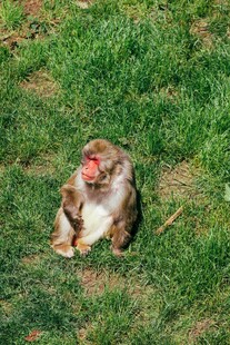 草地上悠闲的猴子