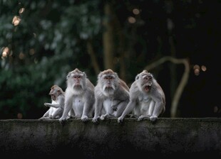 一排猴子坐于石上