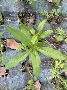 小飞蓬