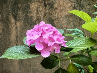 娇艳绣球花绽放绿叶间