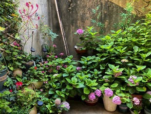 庭院绿植盆栽景致