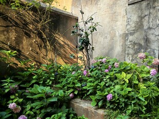 墙角绿植绽放生机