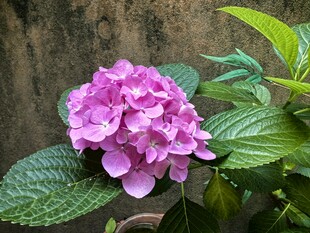 娇艳绣球花绽放绿叶间