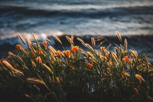 海边摇曳的绚烂花草