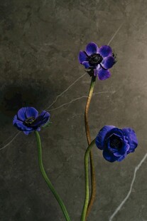 三朵蓝花绽放于背景中