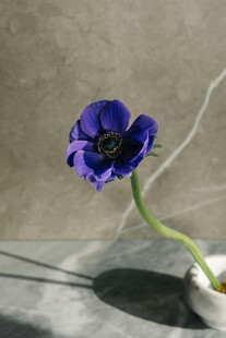 蓝紫色银莲花插于白瓷瓶