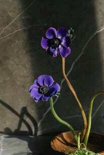 紫色花朵特写