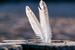 两根白羽立于石上