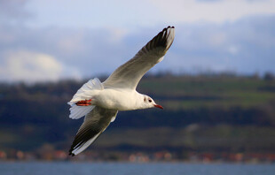 海鸥展翅翱翔于天际