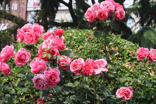 月季花
