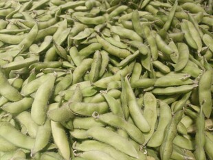 大量饱满的青豆堆在一起