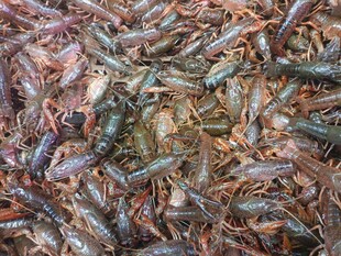 鲜活小龙虾堆成满满一堆