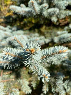 蓝杉枝叶特写