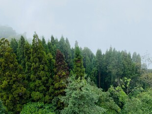 山林葱郁的自然景致