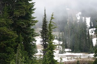 山林雪景中的挺拔松树