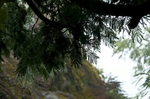 山林间的繁茂树枝