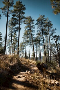 林间小径漫步自然风光