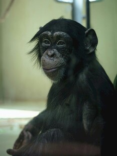 可爱黑猩猩静坐