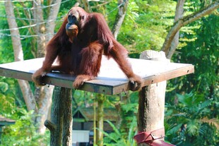 猩猩坐平台眺望远方