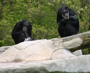 两只黑猩猩在户外岩石上
