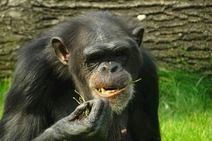 黑猩猩进食瞬间