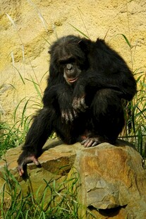黑猩猩坐于岩石上