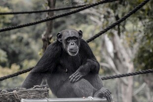 黑猩猩坐于围栏边张望