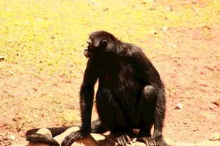 黑猩猩独坐地面观察四周