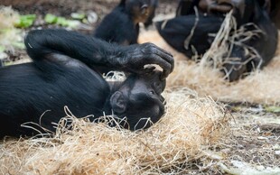 黑猩猩躺卧在干草上休息