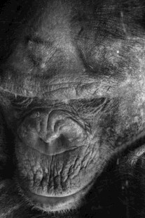 黑猩猩面部特写