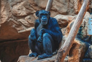 独坐的蓝黑色猴子