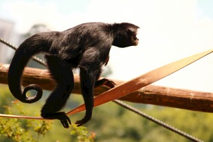 黑蜘蛛猴攀爬于树枝间