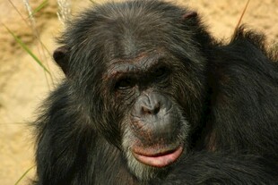 黑猩猩特写