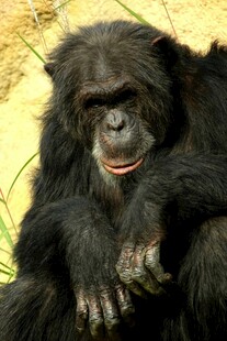 黑猩猩特写