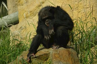 黑猩猩独坐岩石沉思