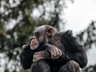 沉思的黑猩猩