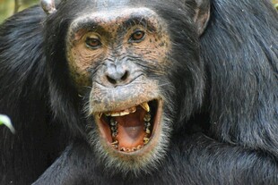 张嘴露齿的黑猩猩