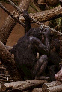 黑猩猩在树枝间互动