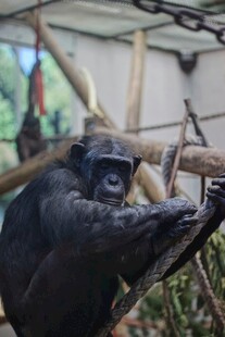 黑猩猩抓握树枝姿态