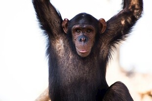 黑猩猩高举双臂显活力