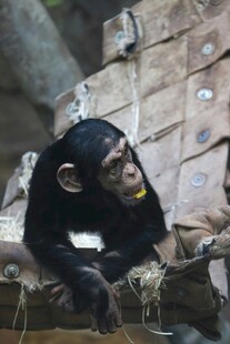 黑猩猩专注神情特写