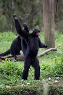 黑猩猩在林间活动场景